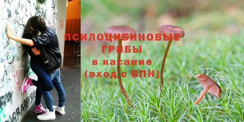 Псилоцибиновые грибы ЛСД  Камызяк 